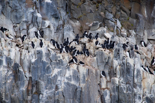 Guillemots sitting on a rock in the Arctic on Spitsbergen photo