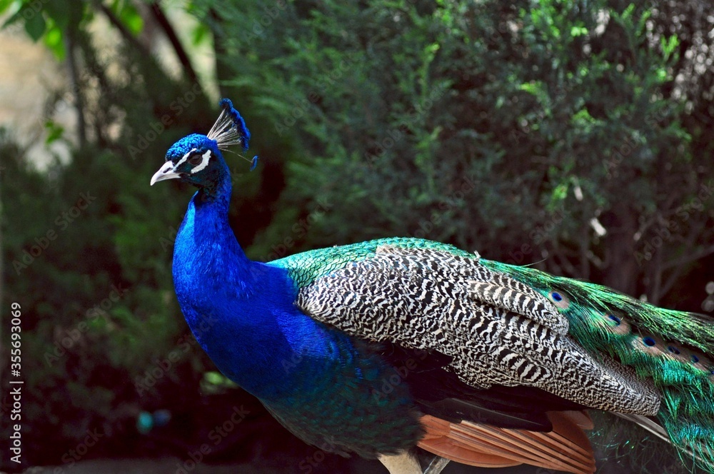 Peacock on a summer day in the garden Peacock on a summer day in the garden