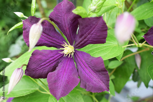 Clematis lila photo