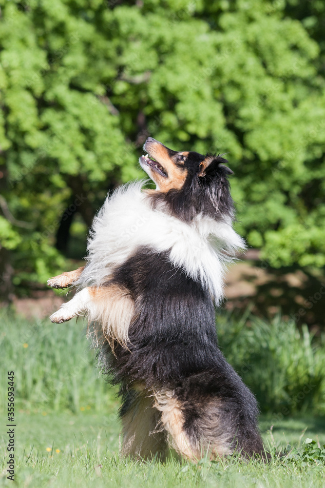 Obraz premium Beautiful tricolor sheltie on two legs, praying or begging, jump