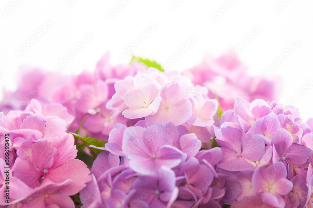 紫陽花の花 クロースアップ  白背景 上にコピースペース