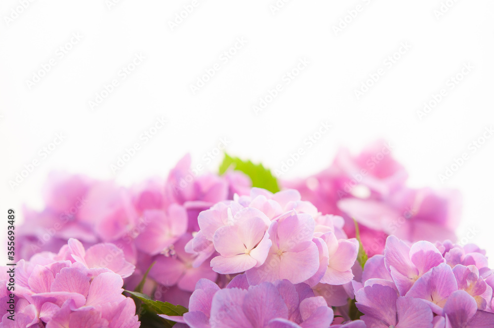 紫陽花の花 クロースアップ 白背景 上にコピースペース 紫陽花の花 クロースアップ 白背景 上にコピースペース