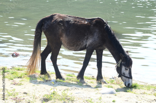 Black Horse Beside the Shoreline in Himachal Pradesh India