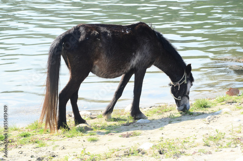 Black Horse Beside the Shoreline in Himachal Pradesh India photo