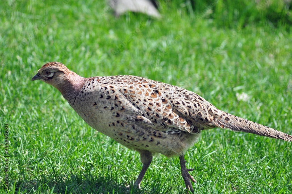 Fototapeta premium Common pheasant close up on the grass