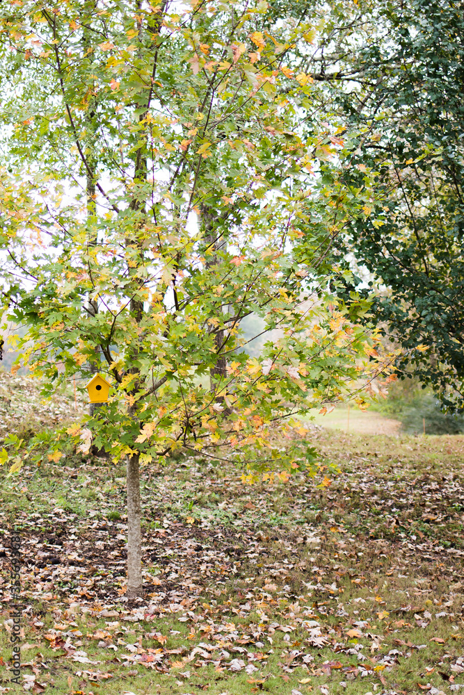 Fototapeta premium Autumn Landscape. Fall Scene. Tree with yellow leaves with a yellow birdhouse.