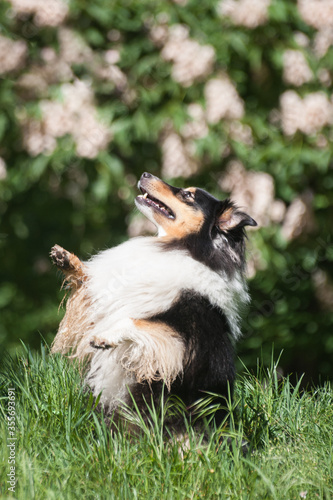 Beautiful tricolor sheltie staying in a begging position, praying with paws