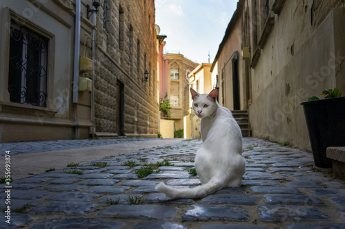 White homeless cat on the street