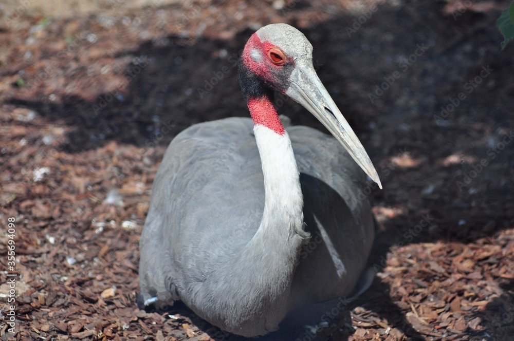 Fototapeta premium Beautiful indian crane on vacation