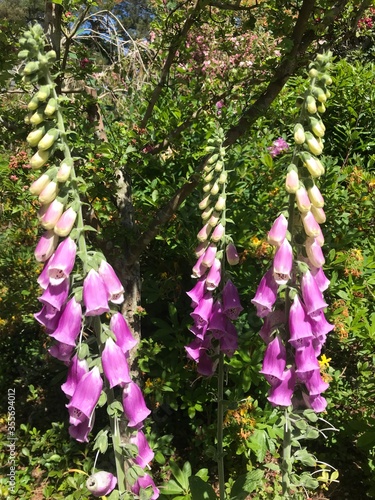 flowers in the garden