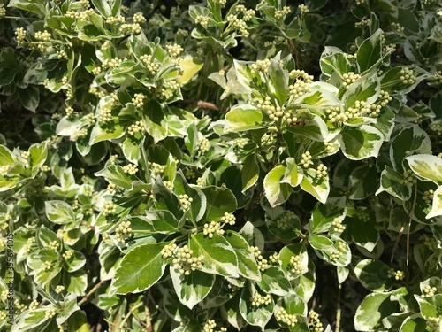green leaves background