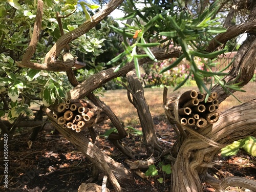 tree in the garden