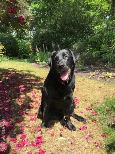 black labrador retriever