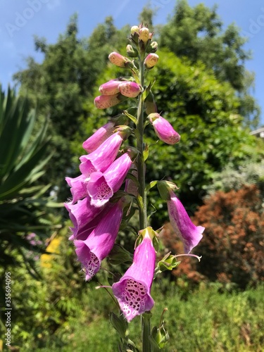 pink flowers in the garden