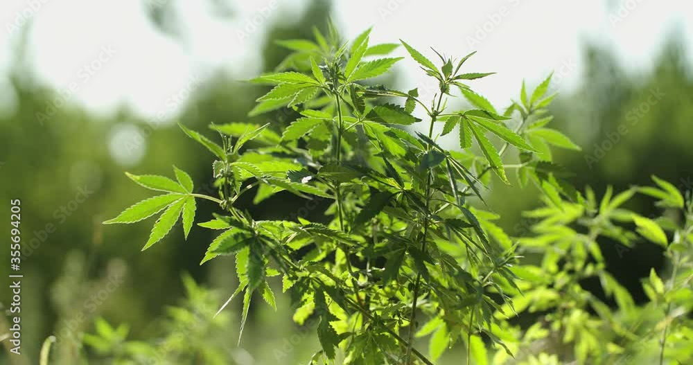 A green medical marijuana Bush with stems, leaves, and flowers waving in the wind. An illegal narcotic weed growing in a field under the sun.agriculture concept 4k A green medical marijuana Bush with stems, leaves, and flowers waving in the wind. An illegal narcotic weed growing in a field under the sun.agriculture concept 4k