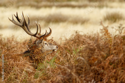 Tapet Red Deer (Cervus elaphus) ~ stag during the rut ~ England, UK.