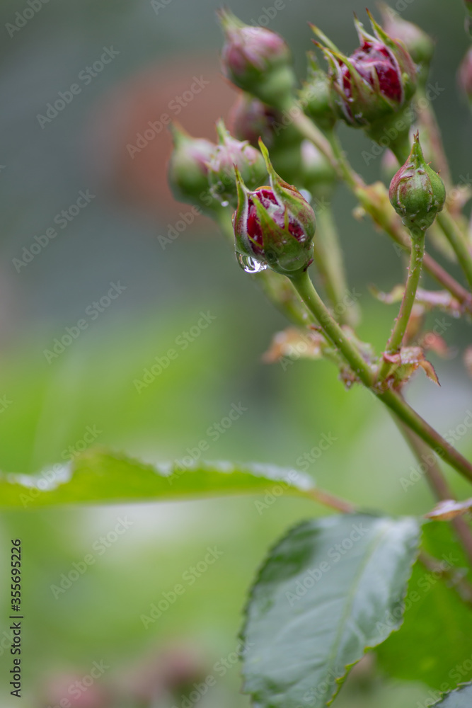 wet roses with rain drops wet roses with rain drops