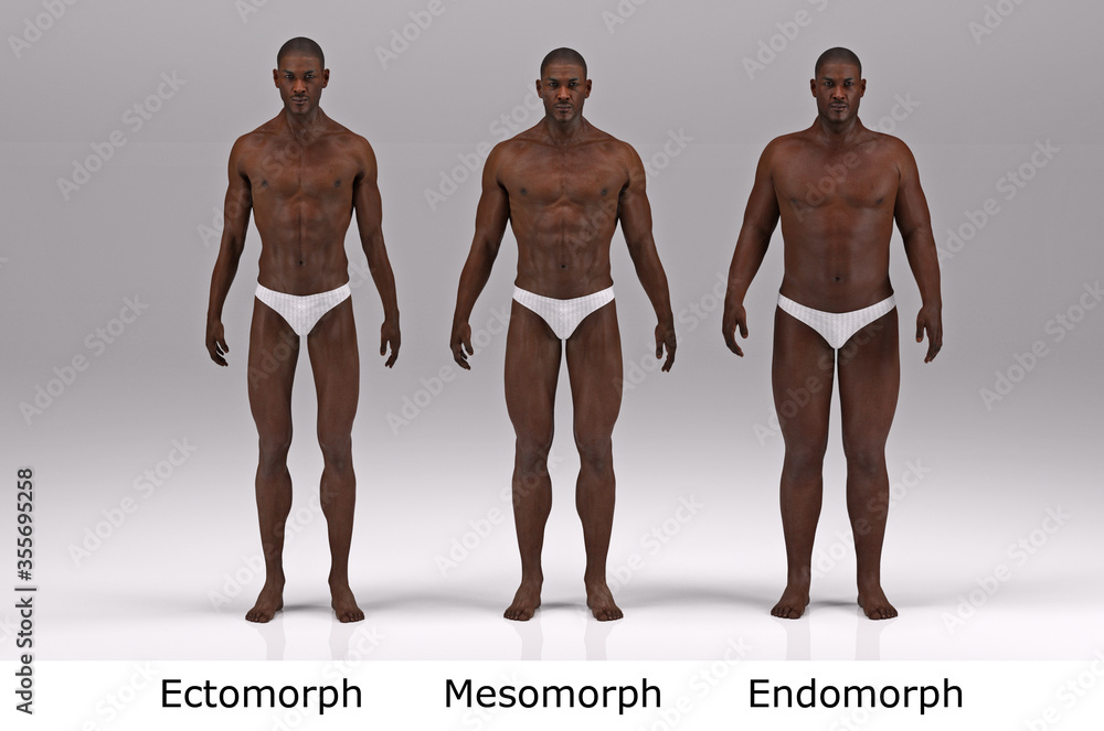 Illustrazione Stock 3D Render : the portrait of standing male body type :  ectomorph (skinny type), mesomorph (muscular type), endomorph(heavy weight  type) , Front View | Adobe Stock