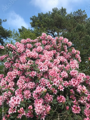pink flowers in the garden