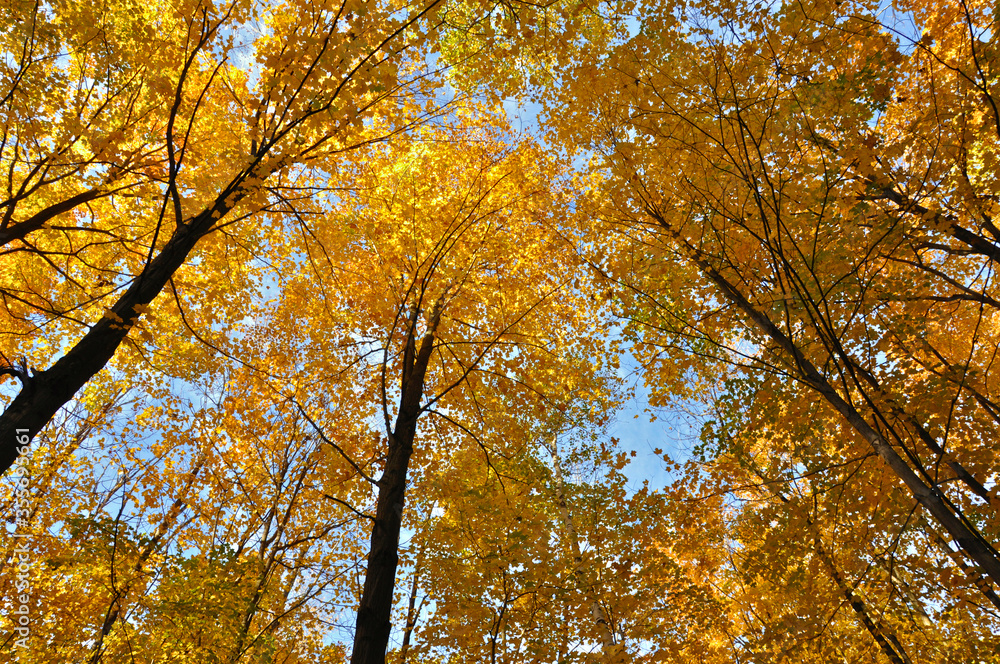 Autumn leaf color - Low angle view of maple trees. Autumn leaf color - Low angle view of maple trees.