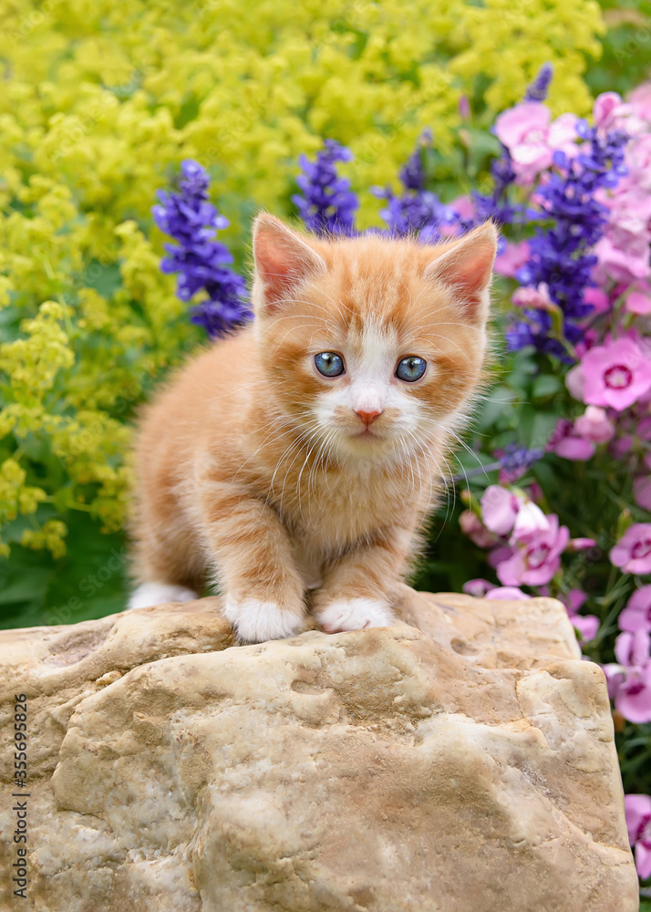 Cute baby cat kitten, tabby with white, standing on a in a colorful flowery Stock Photo | Stock