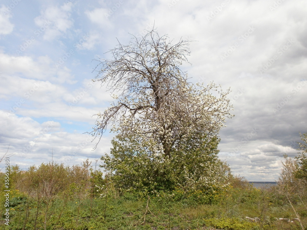 Blooming wild apple tree against the background of a cloudy sky. Blooming wild apple tree against the background of a cloudy sky.