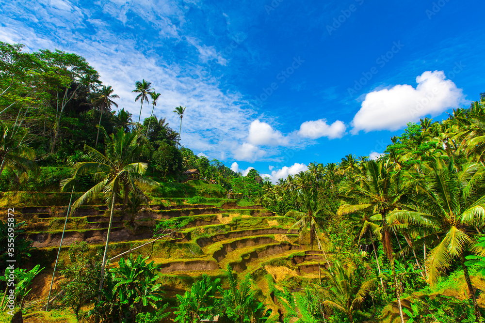 Obraz premium Tegalalang Rice Terrace in Ubud, Bali, Indonesia.
