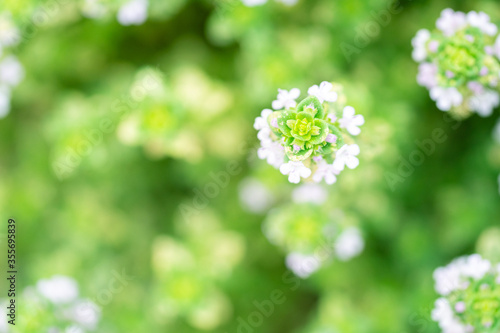 白いオレガノの花のアップ