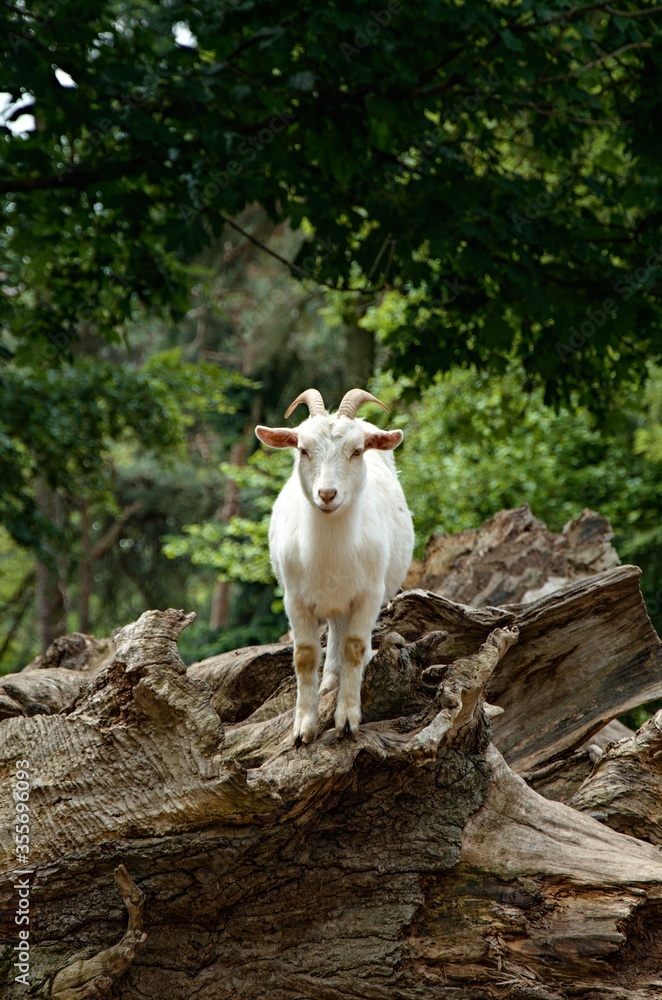Fototapeta premium white goat on a farm