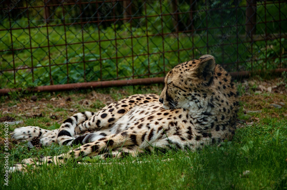 Obraz premium cheetah in grass