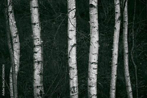 young white birches growing in a row against a grove