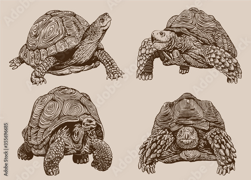 Graphical vintage set of tortoises ,vector illustration,retro photo