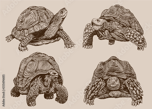 Graphical vintage set of tortoises ,vector illustration,retro