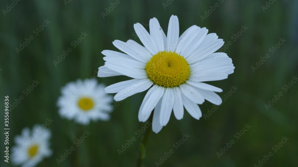 Fototapeta premium sommer
