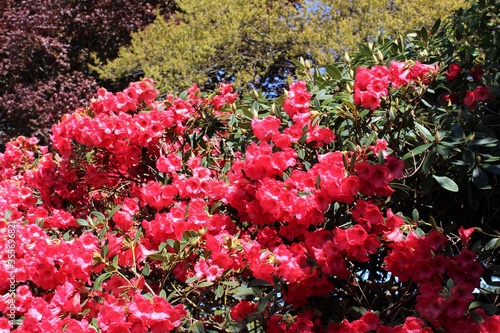 Bright red rhododendron flowers in full bloom in the spring sunshine