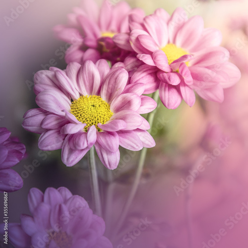 Beautiful pink chrysanthemum