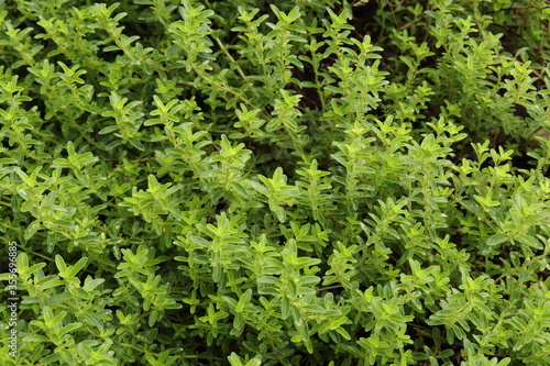Thymus serpyllum, creeping thyme grows thickly in a herb garden.