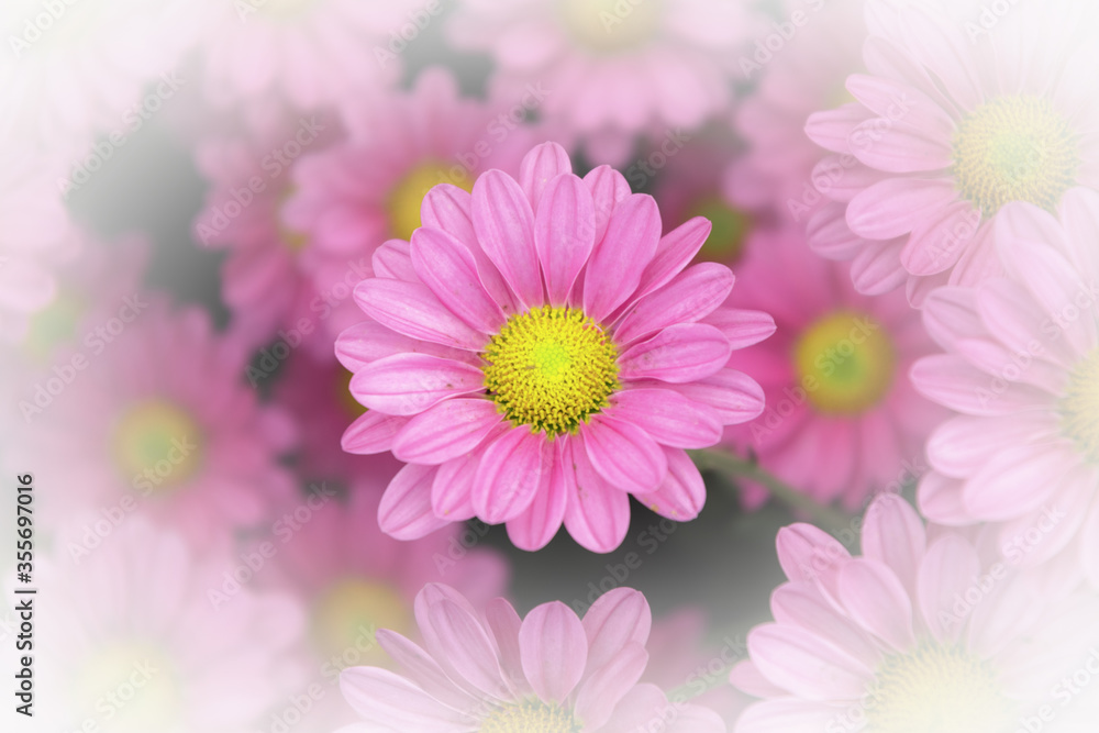 Beautiful pink chrysanthemum