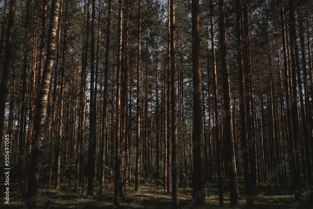 Naklejka premium trees in the forest