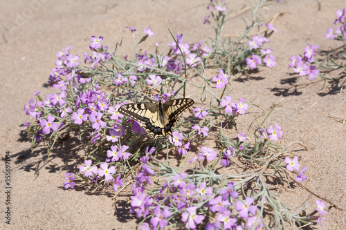 tiger swallow tail butterfly on Malcolmia littorea flowers
 photo