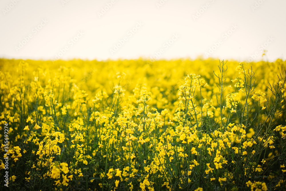 Blooming flowers canola close up. Yellow rapeseed field. 