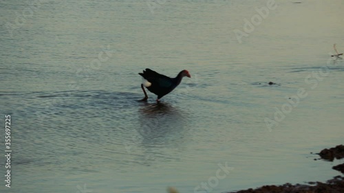 Australasian Purple Swamphen in lake,Purple Swamp Hen in Australasia,A Purple Swamphen (Porphyrio porphyrio) at Herdsman Lake, 