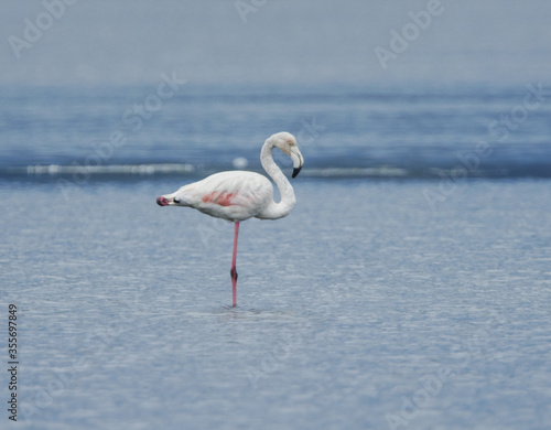 Flamingo photographed in an abandoned salt pans of Ulcinj in Montenegro    photo