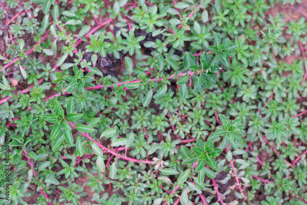 green leaves background green leaves background