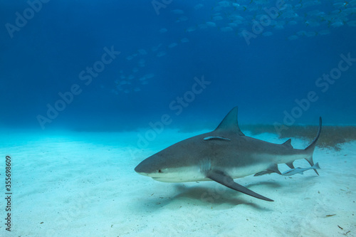 Bull shark in its natural habitat © Carlos Grillo