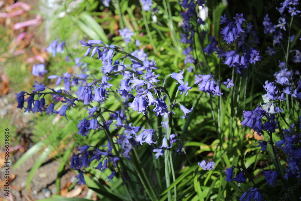 Bluebells bloom in a garden in the late spring
