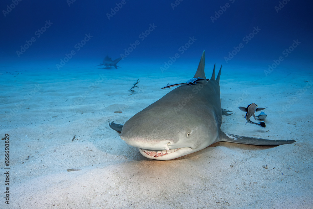 Fototapeta premium Bull shark in its natural habitat