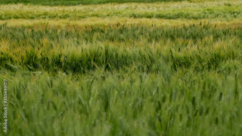Wheat field waves moved by summer wind. panoramic. Nature background. HD 50 fps. Ukraine June, 2020. Wheat field waves moved by summer wind. panoramic. Nature background. HD 50 fps. Ukraine June, 2020.
