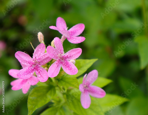 Ruspolia seticalyx. pink flowers on green
