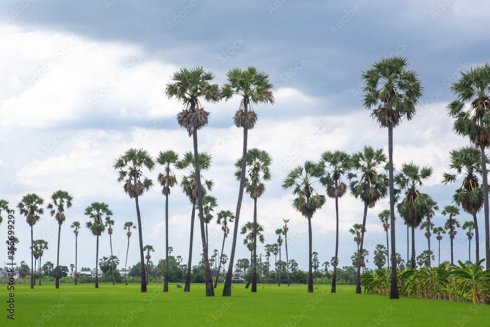 Palm tree in green rice field during sun light .Rice field with sugar palm tree in sunset time. Palm tree in green rice field during sun light .Rice field with sugar palm tree in sunset time.